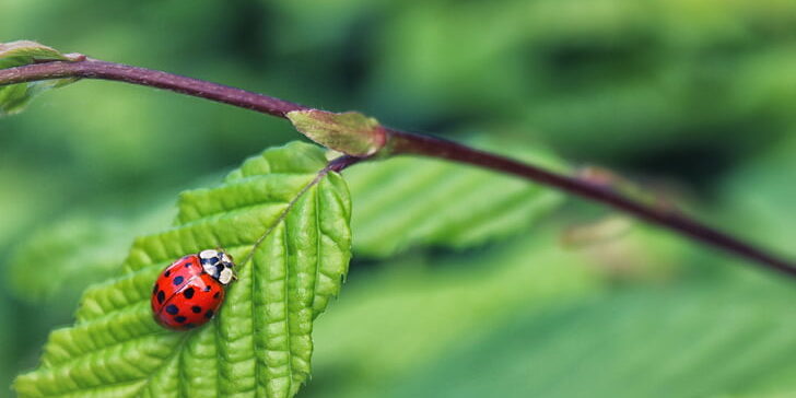 metode suzbijanja stetocina