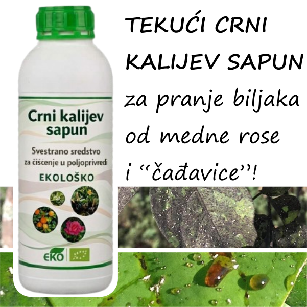 Kalijev sapun za biljke – za uklanjanje medne rose (ljepljivi listovi) i čađavice (crna prevlaka)